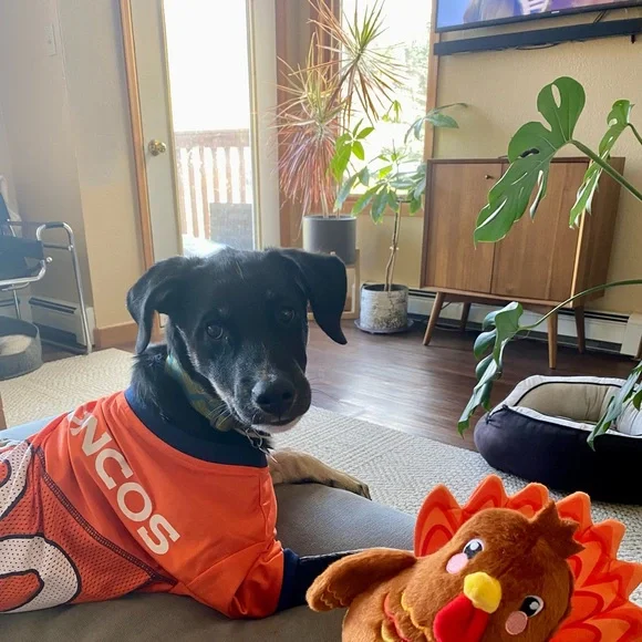 XL Denver Broncos dog jersey - Picture 2 of 3